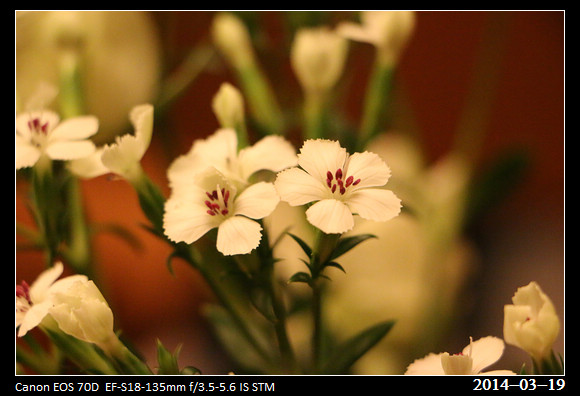 20140319_Flowers