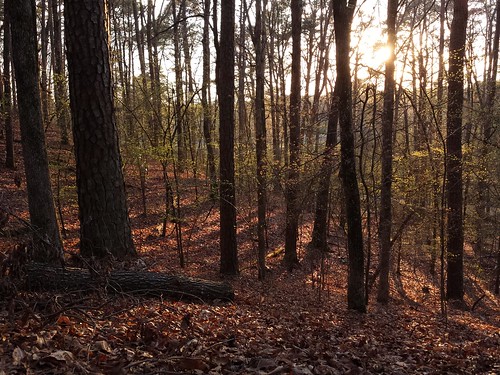 sunset tree leaves forest woodland spring littlerock arkansas boylepark flickrandroidapp:filter=none