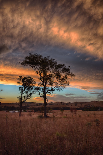 light sunset sky orange cloud tree evening australia nsw huntervalley singleton d810 nikond810