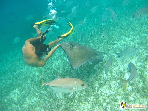 swimming with sting rays in belize