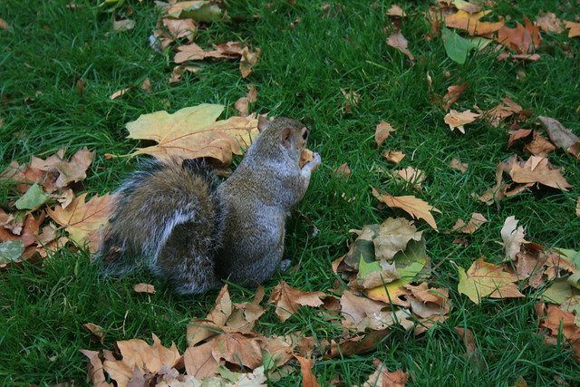 Una ardilla en St James's Park