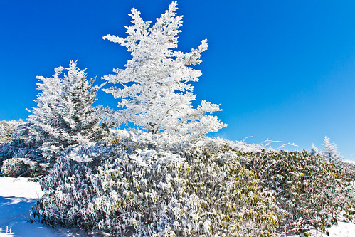 snow cold frost day hoarfrost tennessee northcarolina bluesky rhododendron snowmen roan frostedflakes roanmountain balsamfir rimeice carversgap