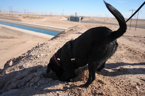 cima blacklabradorretriever blacklab dog tail california desert canal irrigation dig digging hole brockresearchcenterroad route8 allamericancanal water berm