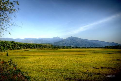 malaysia padi kedah sawah sungaipetani gunungjerai merbok semeling