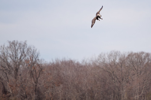 birds animals eagles