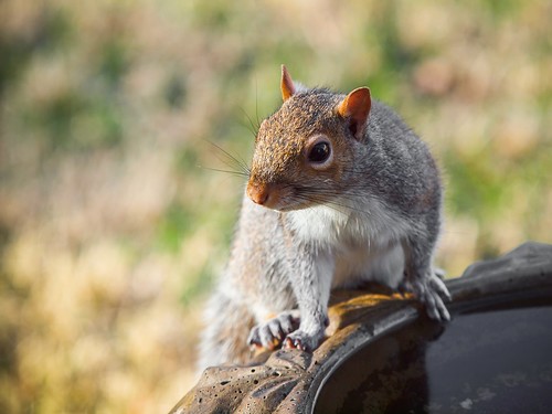rodent squirrel birdbath © treerat backyardcritters easterngraysquirrel garyburke olympuse620 zuiko50200mmf28swd