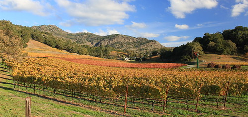 northerncalifornia wine vineyards grapes napavalley californiawine californiawinecountry napavalleycalifornia colorphotoaward blinkagain silveradotrailroad