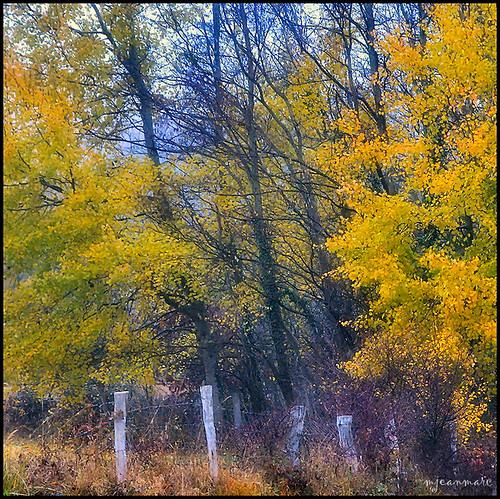 autumn trees nature forest automne landscape nikon herbst arbres paysage 10010 d90 impressedbeauty vosgesdunord foréts saariysqualitypictures
