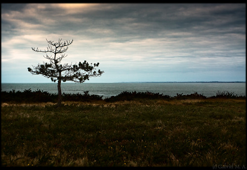 light sea france tree beach water clouds canon landscape brittany bretagne 40mm f56 f4 canonef1740mmf4lusm 1740l bayofbiscay 50d minedor discaflandscape