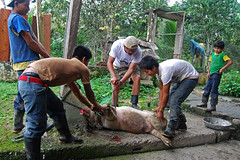 Pig slaughter