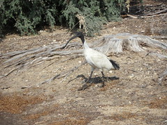 A heron