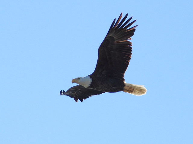 Bald Eagle departing 1041 AM 20120115