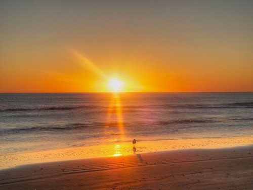 beach sunrise dawn surf texas seagull southpadreisland