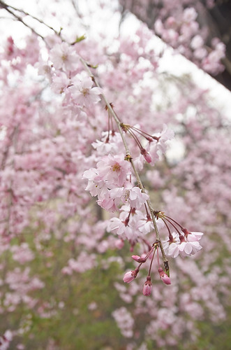 【写真】2014 桜 : 立本寺/2020-03-01/IMGP5736