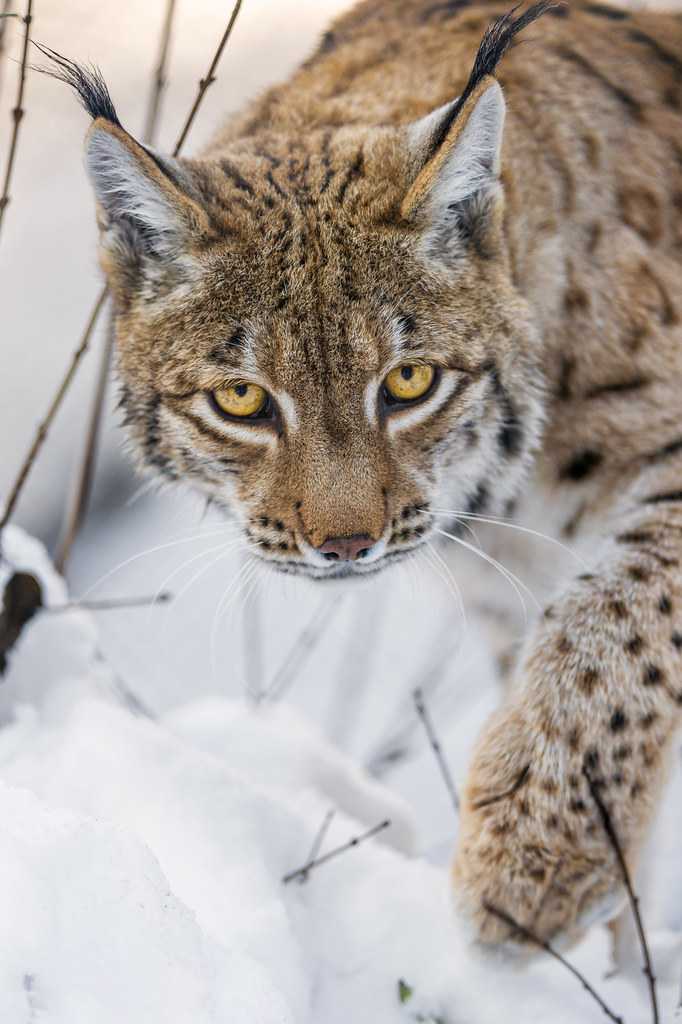 Shy but determined female lynx