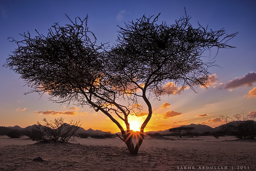 sunset sky mountains silhouette clouds umbrella landscape sand desert rays thorn acacia tortilis