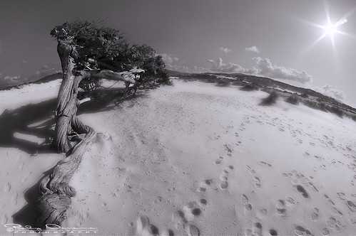 sardegna bw tree beach sand dune fisheye piscinas spiaggia arbus ginepro sardinya ingurtosu montevecchio riccardodeiana