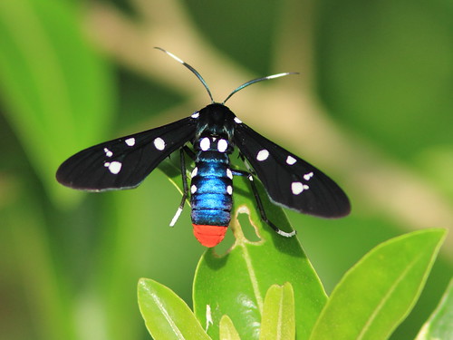 Polka-Dot Wasp Moth-Syntomeida epilais 20111217