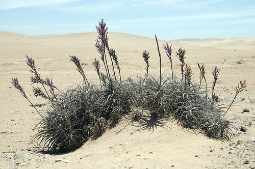 costa flora dune perù di provincia arequipa pacifico panamericana sabbia