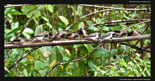 bird birds wildlife birding kerala birdsanctuary salimali birdphotography thattekad blackthroatedmunia eldhose