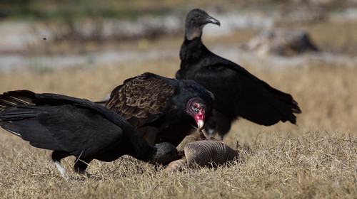 Turkey and Black Vultures enjoying lunch