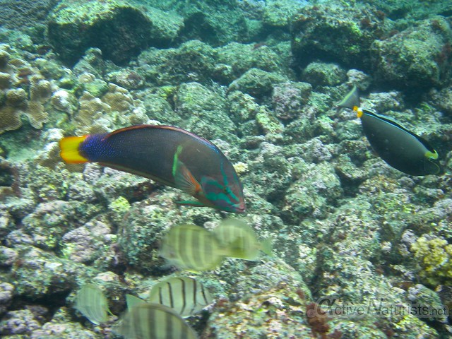 fish 0002 Kapoho tide pools, Hawaii, USA