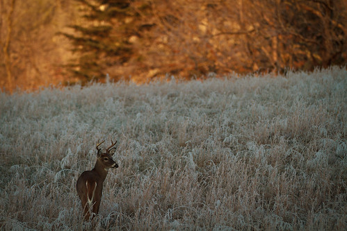 field sunrise frost deer buck cadescove