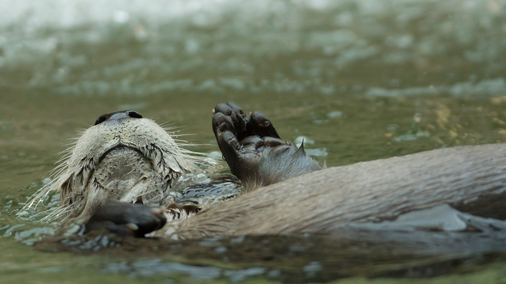 otter laying in water with one paw raised