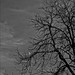 Moon and Trees New Years Day 2012
