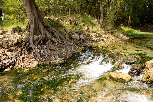 water spring florida clear springs branford suwannee branfordspring