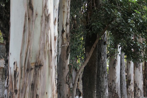 wood naturaleza tree verde nature méxico del canon hojas madera juan row line árbol trunk trunks tronco fila troncos querétaro línea “san leavesgreen 60d río”