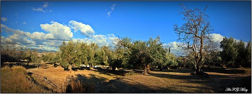 trees españa naturaleza nature field canon landscape andalucía spain árboles champs paisaje panoramic arbres granada olives campo paysage olivos espagne gettyimages panoramique panorámica ogíjares