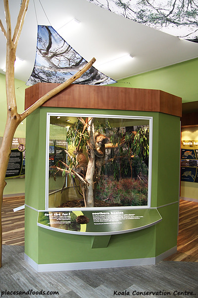koala conservation centre2