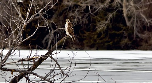 winter lake nebraska hawk