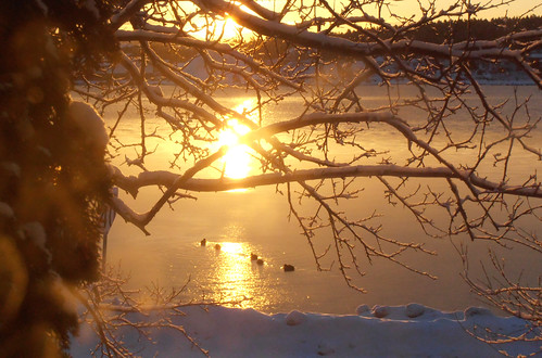 winter sunrise ducks bayroberts newfoundlandandlabrador