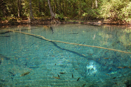 water creek spring florida clear springs gainer econfinacreek gainersprings mccormicksprings