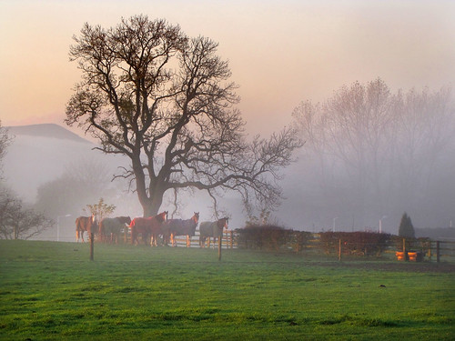 horses mist sunrise canon greatayton pd1001 greatbroughton sx10is pauldowning