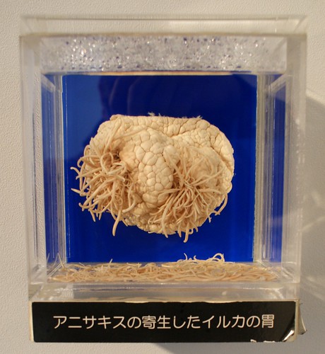 Anisakis infestation in dolphin stomach - Meguro Parasitological Museum