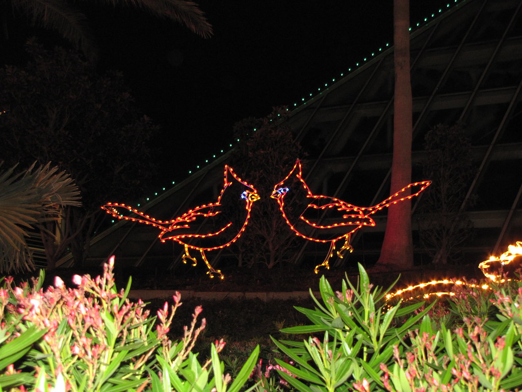 Cardinals At Moody Gardens Festival Of Lights Skjoiner Flickr
