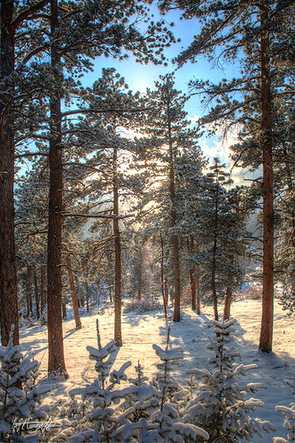 trees snow pinetrees snowcoveredtrees