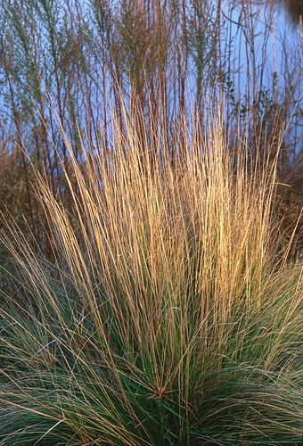 morning blue autumn light wild sunlight lake plant green fall texture beach nature beautiful beauty grass weather yellow closeup sunrise river landscape outdoors virginia early colorful day pattern view unitedstates bright scenic dramatic use northamerica tall lit rise vacations tranquil hdr chincoteague mattshalvatis
