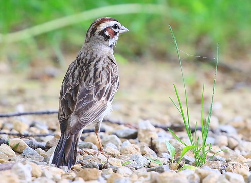 park county reis iowa larry sparrow ludwig lark winneshiek