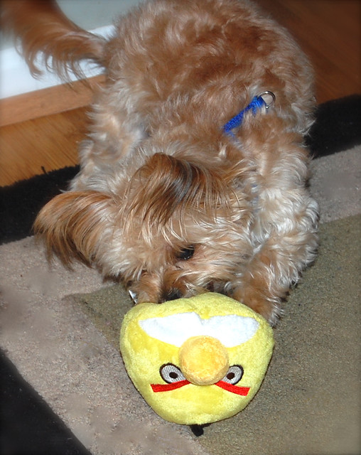 Yum! Angry Birds dog toy