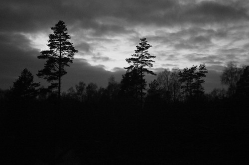 sunset cloud pine night clouds dark darkness dusk tall natt solnedgång fura moln mörker minoltarokkor40mmf20cle mrokkor40mmf2