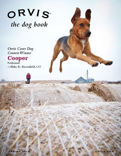 Cooper_Foxhound