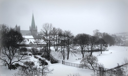 trees snow cold norway norge cathedral foggy trondheim nidarosdomen thenidaroscathedral