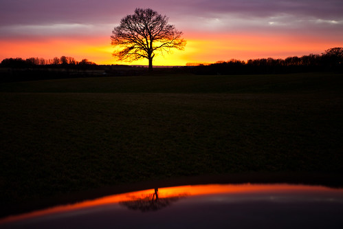 sunset orange reflection tree skåne oak afternoon sweden ek skåne 2012 f40 ef1740mmf4lusm canoneos5dmarkii ¹⁄₄₀sek bårslöv