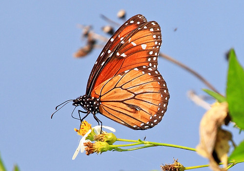 nature butterfly insect ngc npc monarch milkweed danausplexippus