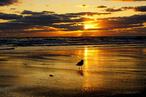 ocean morning sea sun bird beach sunrise florida