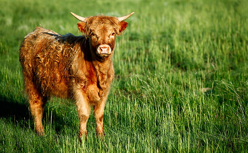ranch red summer portrait hairy sunlight color cute green nature beautiful field grass animal horizontal rural standing hair mammal outdoors scotland countryside cow spring furry montana long day mt looking cattle farm coat country young meadow culture horns highlander scottish nobody bull ox highland pasture havre shaggy copyspace agriculture breed wooly sideview calf grassland livestock wavy bovine isolated grazing alert hardy stockphoto countrylife domesticated horned munro stockphotography kyloe heifer ruralscene animalhair inquistive highlandsregion toddklassy montanaphotographer